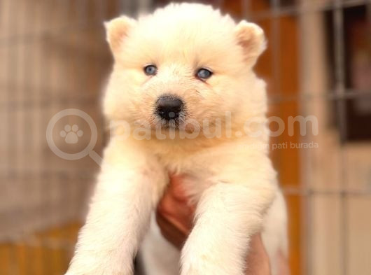 Tr 1 Adayı Ödüllü Babadan Ayı Yavrusu Samoyed