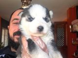 Masmavi Gözleriyle Husky Sibirya Kurdu Yavrularımız