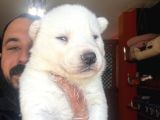 Masmavi Gözleriyle Husky Sibirya Kurdu Yavrularımız