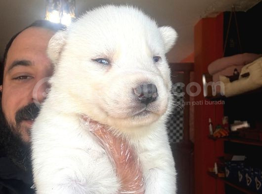 Masmavi Gözleriyle Husky Sibirya Kurdu Yavrularımız görsel