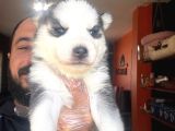 Masmavi Gözleriyle Husky Sibirya Kurdu Yavrularımız