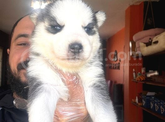 Masmavi Gözleriyle Husky Sibirya Kurdu Yavrularımız görsel