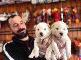 Masmavi Gözleriyle Husky Sibirya Kurdu Yavrularımız