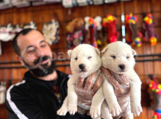 Masmavi Gözleriyle Husky Sibirya Kurdu Yavrularımız görsel