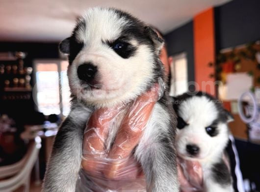 Masmavi Gözleriyle Husky Sibirya Kurdu Yavrularımız görsel