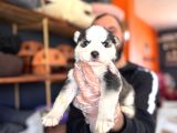 Masmavi gözleriyle husky Sibirya kurdu yavrularımız