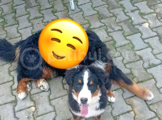 Cok Akilli Oyuncu Safkan Di̇şi̇ Bernese Yavrusu