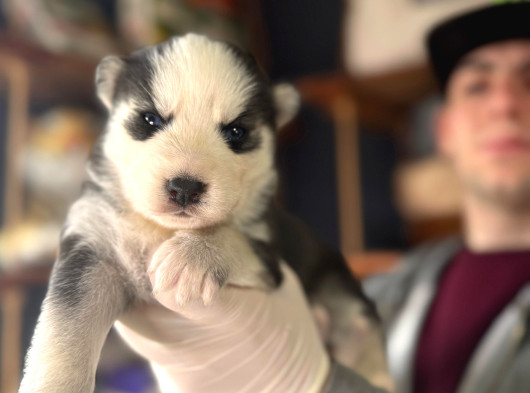 Çapkın Husky Bebeklerimiz Sizi Bekliyor