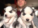 Çapkın Husky Bebeklerimiz Sizi Bekliyor