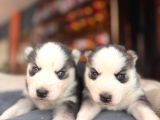 Çapkın Husky Bebeklerimiz Sizi Bekliyor