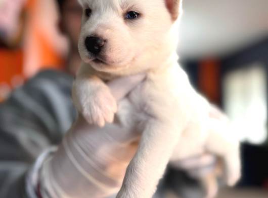 Çapkın Husky Bebeklerimiz Sizi Bekliyor görsel