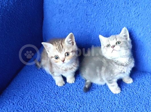 Bu Güzeli̇m Mi̇nnaklar Yeni̇ Yuvasina Gi̇tmeye Hazir görsel