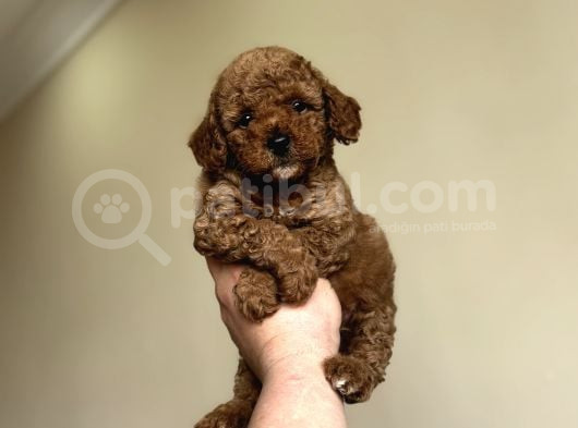 Red  Brown Dişi Erkek Poodle Yavrular