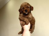 Red  Brown Dişi Erkek Poodle Yavrular