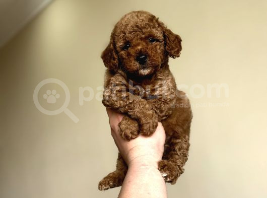Red  Brown Dişi Erkek Poodle Yavrular görsel