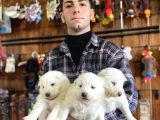 Burkem  Ailesinden Panda Yavrularımız Samoyed