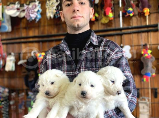 Burkem  Ailesinden Panda Yavrularımız Samoyed görsel