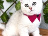 Sürme Gözlü Dişi Silver British Shorthair