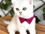 Sürme Gözlü Dişi Silver British Shorthair