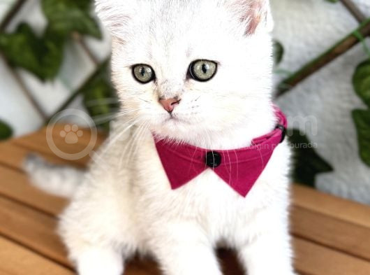Sürme Gözlü Dişi Silver British Shorthair görsel