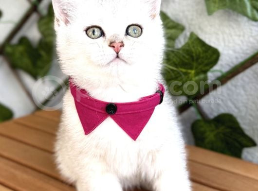 Sürme Gözlü Dişi Silver British Shorthair görsel
