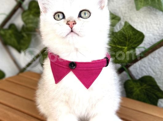 Sürme Gözlü Dişi Silver British Shorthair görsel