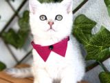 Sürme Gözlü Dişi Silver British Shorthair