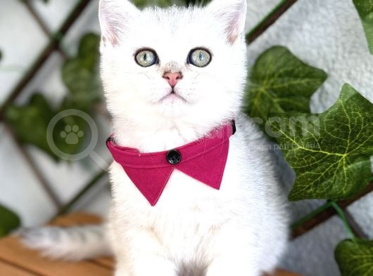 Sürme Gözlü Dişi Silver British Shorthair görsel