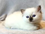 Fındık Burun Chocolate Point British Shorthair