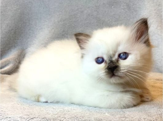 Fındık Burun Chocolate Point British Shorthair görsel