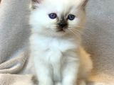Fındık Burun Chocolate Point British Shorthair