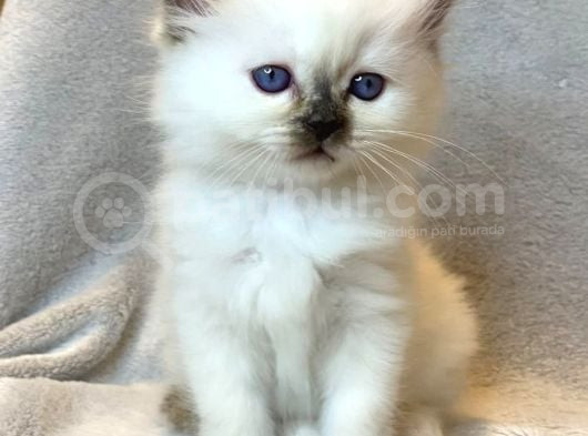 Fındık Burun Chocolate Point British Shorthair görsel