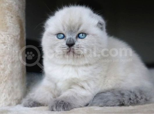 Deniz Mavisi Gözlü Blue Point Scottish Fold Shorthair görsel
