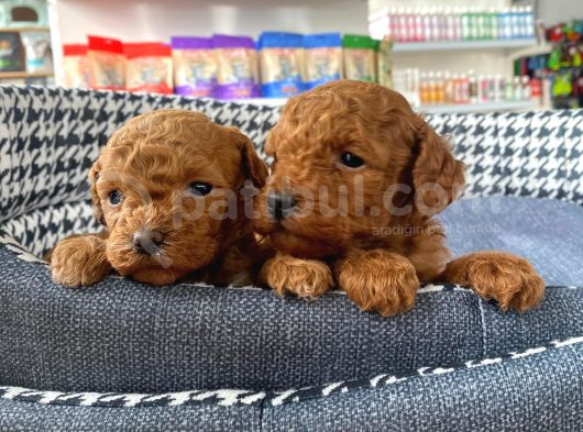 Irk Ve Sağlık Garantili Şeker Tadında Toy Poodle Yavrularım