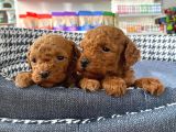 Sağlık Ve Irk Garantili Toy Poodle Yavruları