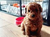 Deni̇zli̇ni̇n En Gözde Poodle Bebekleri̇ İçi̇n Arayiniz