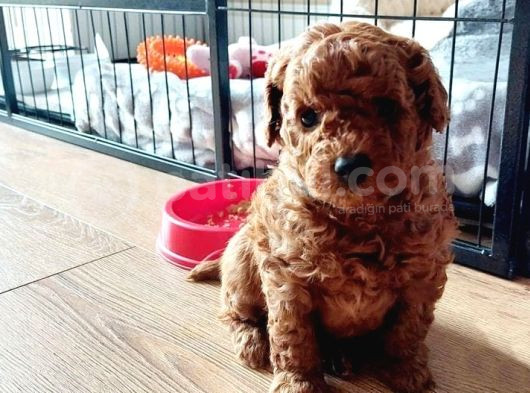 Deni̇zli̇ni̇n En Gözde Poodle Bebekleri̇ İçi̇n Arayiniz görsel
