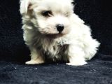 Bu sevecen Maltese Terrier Kaçmaz