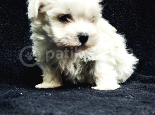 Bu Sevecen Maltese Terrier Kaçmaz