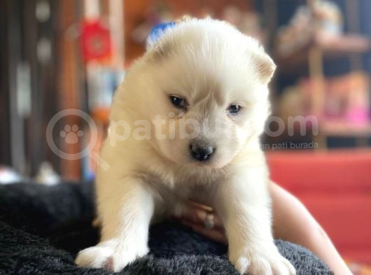 Burkem  Ailesinden Panda Yavrularımız Samoyed görsel