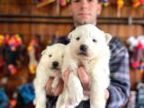 Burkem  Ailesinden Panda Yavrularımız Samoyed