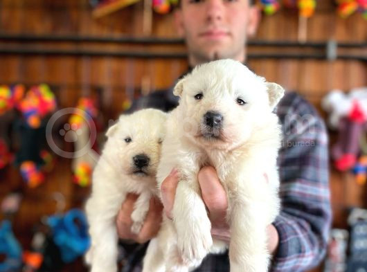 Burkem  Ailesinden Panda Yavrularımız Samoyed görsel