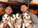 Burkem ailesinden maskeli husky bebeklerimiz