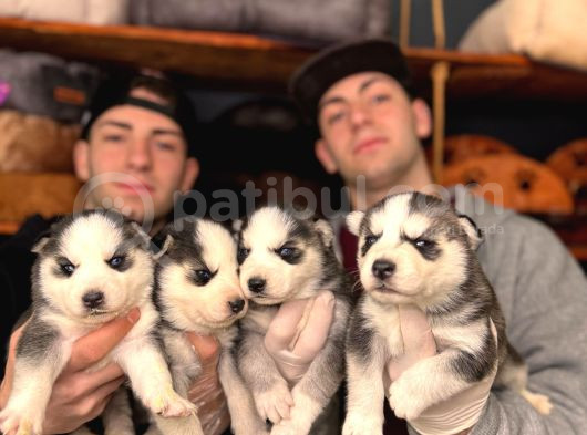 Burkem Ailesinden Maskeli Husky Bebeklerimiz