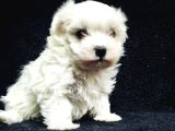 Bu Sevecen Maltese Terrier Kaçmaz