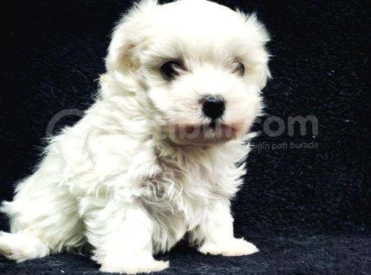 Bu Sevecen Maltese Terrier Kaçmaz görsel