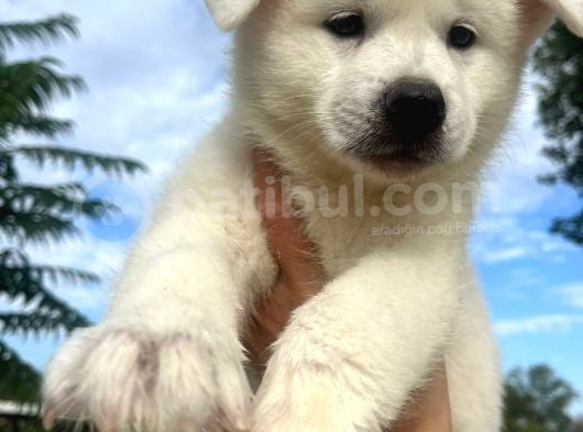 Beyaz Japon Akita Yavrularımız görsel