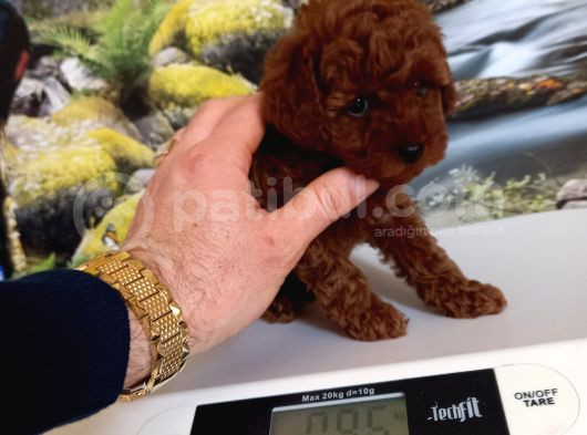 Çok Tatlı Dişi Teacup Poodle Yavrusu görsel