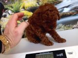 Çok Tatlı Dişi Teacup Poodle Yavrusu