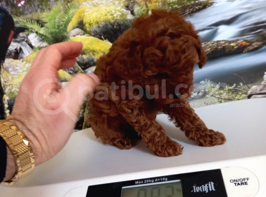 Çok Tatlı Dişi Teacup Poodle Yavrusu görsel